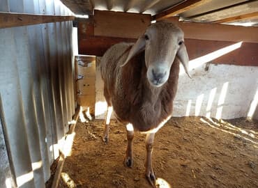 французский бульдог цена щенка: Продаю | Баран (самец) | Арашан | Для разведения | Племенные — 1