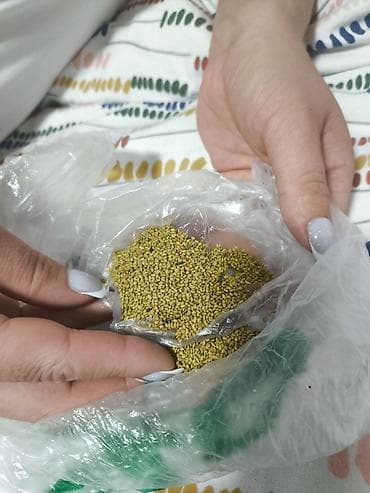 ридомил голд цена: Продаю семена клевера в наличии 300-400 кг цена договорная — 1