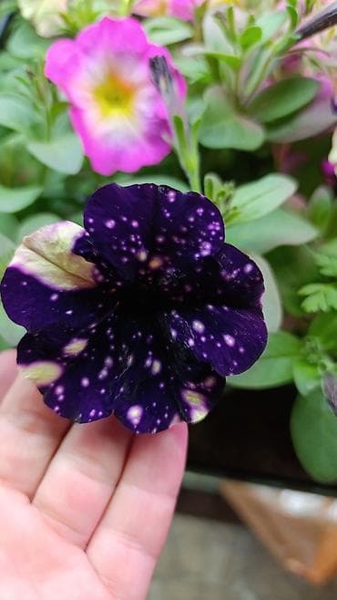 саженцы цветов: Саженцы — 7