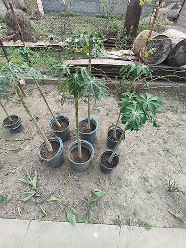 папайя: Папайя (Carica papaya) в горшках — саженцы для теплицы или зимнего — 2