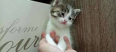 купить кошку в бишкеке: Маленькое полосатое чудо ищет любящий дом! 🐾(маленькая девочка) — 2