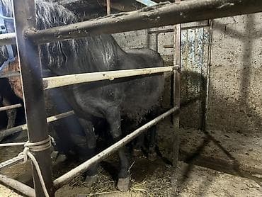 собака шенки: Продаю | Конь (самец) | Рабочий — 2