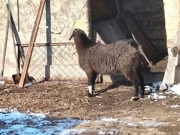 кролик декоративные: Продаю | Ягненок | Для разведения — 3