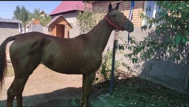 продажа домашних животных: Продаю | Кобыла (самка) | Английская | Конный спорт | Племенные — 2