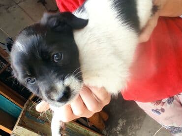 щенки белгийскоц овчарки: Ит бекер берилет: 2 айлык, Эркек — 10