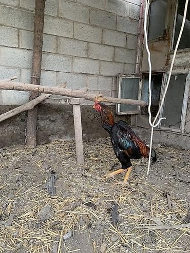 Продаю | Петух | Бойцовая | Для разведения — 4