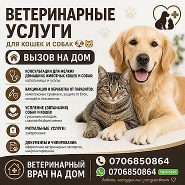 уй жаныбар: Услуги Ветеринарного врача. Вызов на дом. Только кошки и собаки 🐈🐕🐾 — 1