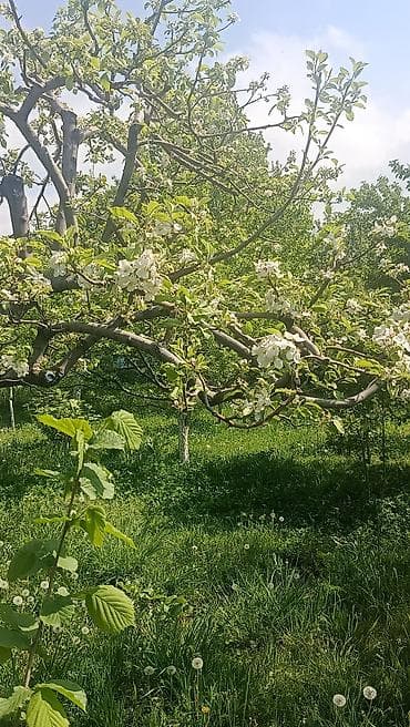 контенеры: Продается два участка. в одном есть времянка небольшая с погребом — 10