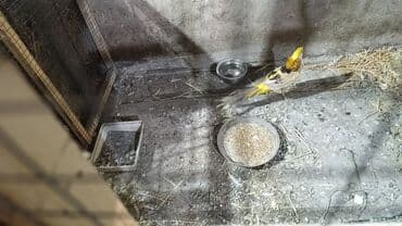 собака доберман сколько стоит: Фазановые птицы для декоративного разведения. В наличии: - Серебряный — 2