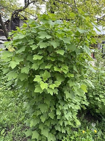 голубика цена: Саженцы чёрной смородины 🌿 Крупный, сладкий и очень урожайный сорт! — 1