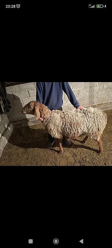 Товары и оборудование для с/х животных: Продаю | Ягненок | Арашан | Для разведения | Котные — 3