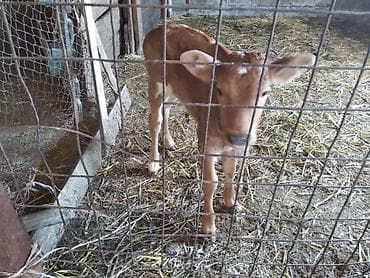 продаю кролятники: Продаю | Тёлка | Для разведения — 2