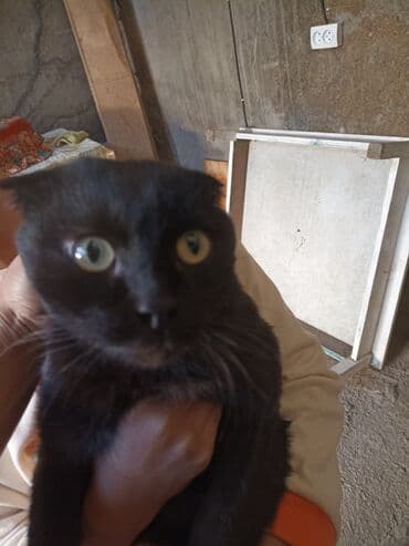 объявления о найденных животных: Кошка даром: Скотиш Фолд (Шотландская вислоухая), Мальчик, Приучена к лотку — 4