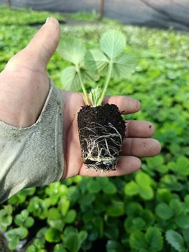 с мебелью: Продам рассаду клубника Альбион, в кассетах, выращен в — 1