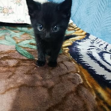 купить короткошерстного котенка: Беспородная, 2 месяца, Девочка, Черный — 4