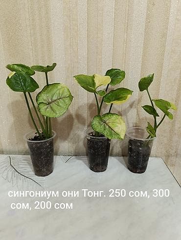 queen: Комнатные растения в пластиковых стаканчиках/горшочках: - Сингониум — 1