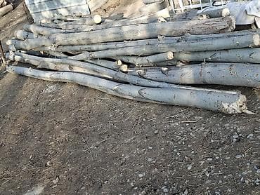 масляные бочки: Деревянные стволы/брёвна после валки (лиственные, светлая кора — — 1