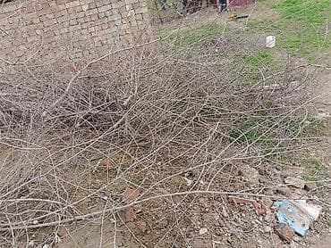 Пикник үчүн товарлар: Отун — 3