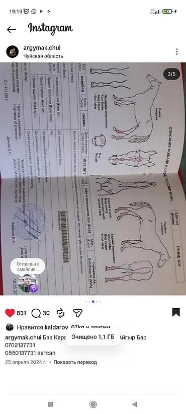 семина кукуруза: Жеребец 3 года.Отец Гунибэг.Чистокровный Английский.Скорость очень — 3