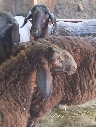 брама кохинхин цыплята: Продаю | Овца (самка) | Для разведения | Ярка — 5