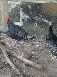 работа в бишкеке официант 17 лет: Швея 4-нитка — 1