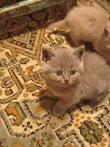 Кошки: Продаются Шатландские катята г ош — 8
