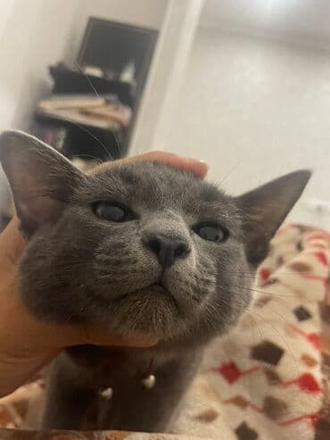 собаки для охраны: Беспородная, 7 месяцев, Мальчик, Серый — 6