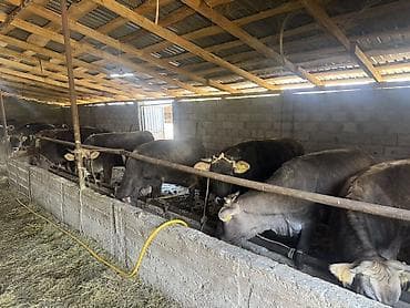 С/х животные и товары: Продаю | Тёлка | На забой | Отела не было — 1