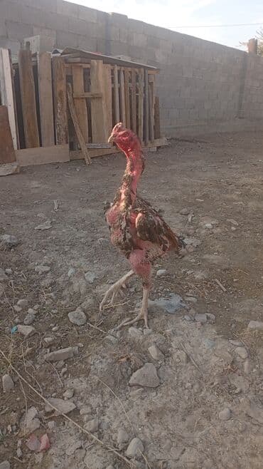 в связи с переездом отдам попугая жако в добрые руки: Продаю | Петух | Бойцовая | Для разведения — 3