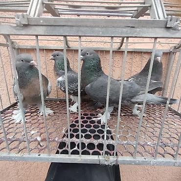 Аквариумы: Голуби. Турецкая Такла — 3