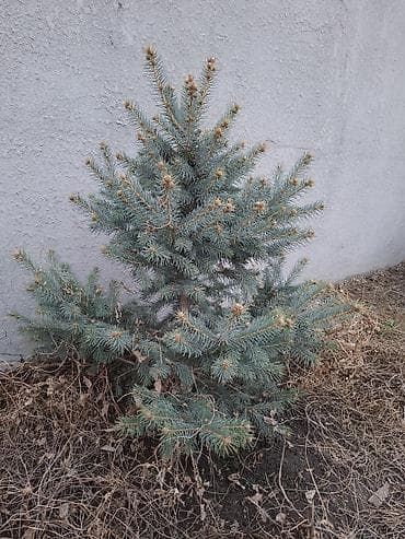 саженцы деревьев: Сосна обыкновенная и ель колючая (голубая) — саженцы для озеленения — 4
