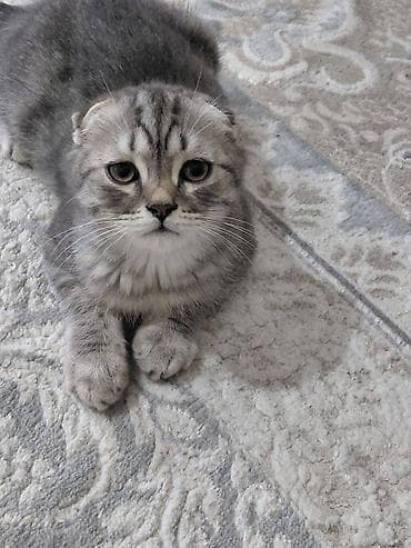 Животные: Шотландский вислоухий котик (Scottish Fold) - Окрас: серебристо-серый — 1