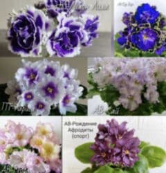 мебельный лист: Продаю фиалки! Срезанный лист 30 сом! Коллекция из 35сортов продам — 6