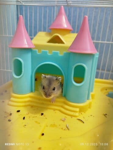 летучая мышь в кыргызстане: Отдам хомячка за шоколадку/100 сом — 2