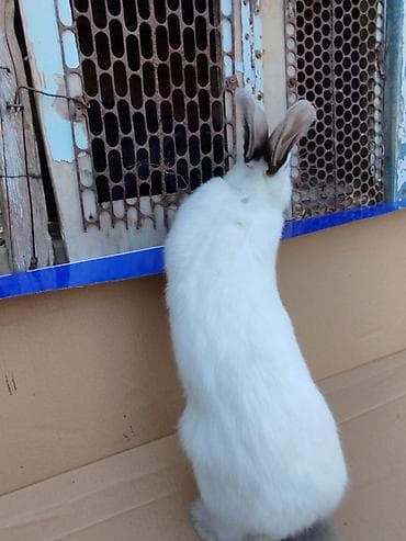 щенок лабрадора цена: Продаю | Кролик самец | Калифорнийская | Для разведения | Племенные — 6