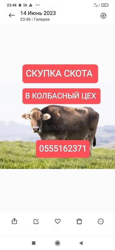 продажа домашних животных: Сатып алам | Уйлар, букалар, Жылкылар, аттар | Күнү-түнү, Бардык шартта, Союлган — 1