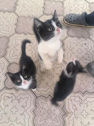 Кошки: Отдам котят в добрые руки, 3 месяца котятам, все мальчики — 2
