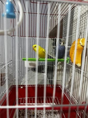 Волнистые попугаи с клеткой и аксессуарами. Состав набора: - Пара — 1