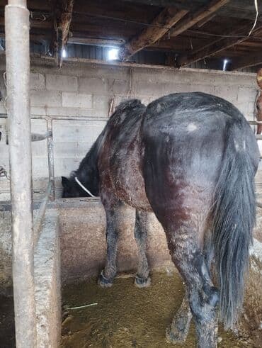 Жылкылар, аттар: Сатам | Байтал | Көбөйтүү үчүн — 5