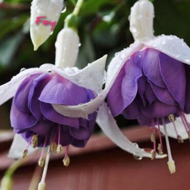 зарядка смарт часы: Продаю Детки!!! (укорененные черенки)сортовых,комнатных фуксий!Цена — 28