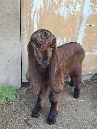 кошка сфинкс с шерстью: Продаю | Козлёнок | Битал | Для разведения | Племенные — 1