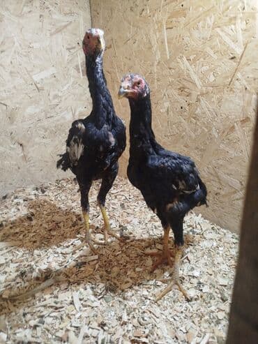 отдам даром вислоухого котенка: Дакан жожо короздор сатылат активный алмашу жолдору бар адрес Бишкек — 2