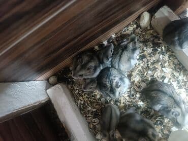 Аквариумы: Бекер берем хомяк бесплатно — 1