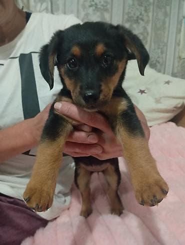 домашные животные: Такса, 2 месяца, Самка, С прививкой — 3