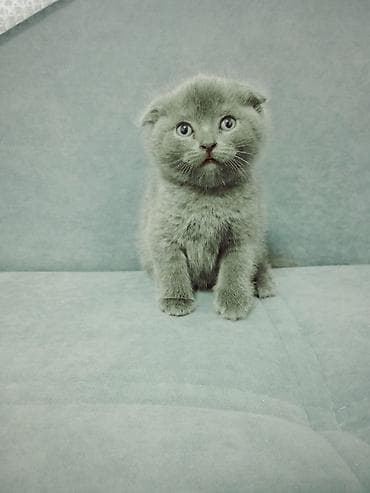 Находка и пропажа кошек: 🐈‍⬛ Шотландские вислоухие котята 🐈‍⬛ Продаются красивые шотландские — 3