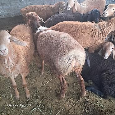 Үй жаныбарлары: Продам ягнята (самцы) по 15500с. подойдёт и на забой — 3