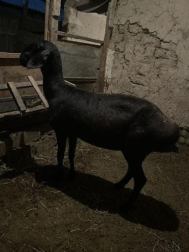 кочкор овца: Продаю | Овца (самка) | Арашан | Для разведения — 4