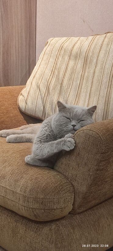 продажа породистых кошек: Вязка. Кот британец породистый с родословной .Чистый. Привитый — 5