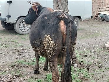 клевер белый: Продаю | Корова (самка) — 7