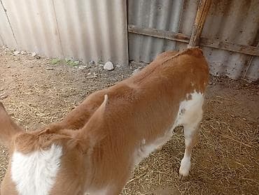 брама белый: Продаю | Музоо, торпок | Ангус, Швицкая | На откорм | Искусственник — 4